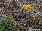 A devastao florestal e as queimadas preocupam brasileiros e ambientalistas do mundo todo, pois interferem na fauna, destrem espcies da flora, contribuem para a poluio da gua, do ar, das chuvas cidas, do efeito estufa e a comercializao ilegal de madeiras nobres.  </br></br>  Palavras-chave: Florestas. Meio Ambiente. gua. Efeito Estufa. Queimadas.