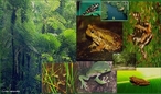 A fauna brasileira no conta com espcies de grande porte, semelhantes s que se encontram nas savanas e selvas da frica. Na selva amaznica existe uma abundante fauna de peixes e mamferos aquticos que habitam os rios e lagos. As espcies mais conhecidas so o pirarucu e o peixe-boi (este em vias de extino).  </br></br> Palavras-chave: Dimenso Socioambiental. Territrio. Lugar. Pas. Fauna. Floresta. Flora. Clima. Animais.