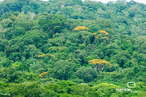 Paisagem: Floresta Amaznica