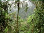 A Floresta Tropical ocorre em trs regies na Terra: na americana, na africana e na indo-malaia. No caso da americana cobre a Mata Atlntica compreendida pelo Brasil, indo ao sul at  bacia do Prata. A floresta indo-malaia  a menos contnua devido  agresso milenar que vem sofrendo; compreende a da costa da Indochina, a costa norte da Austrlia, as Filipinas, Nova Guin e Bornu, entre outras. Este bioma  composto por grande quantidade de espcies vegetais e animais, apesar do solo ser muito pobre; esta pobreza se deve ao fato de haver uma camada de areia facilitando a infiltrao rpida da gua, mas ocorre a decomposio da matria orgnica (folhas, fezes e restos de seres vivos) propiciada pela sombra, calor e umidade, formando-se uma camada de cerca de 50 centmetros de hmus. A temperatura mdia anual  sempre em torno de 20C, a pluviosidade anual  de aproximadamente 1.200 mm, sua localizao fica entre os trpicos, da a denominao de floresta tropical. </br></br> Palavras-chave: Floresta Tropical. Brasil. Mata Atlntica. Bioma. Umidade. Calor. Temperaturas. Vegetao. 