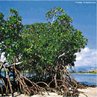 Os mangues ou manguezais são considerados ecossistemas costeiros, eles aparecem nas regiões tropicais e subtropicais. Esse ecossistema é a transição entre os ambientes marinho e terrestre. </br></br> Palavras-chave: Ecossistema. Ambientes. Vegetação.