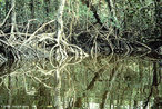 Origina-se a partir do encontro das guas doce e salgada, formando a gua salobra. Os mangues ou manguezais so considerados ecossistemas costeiros, eles aparecem nas regies tropicais e subtropicais. </br></br> Palavras-chave: Ecossistemas. Vegetao. gua. Bioma.