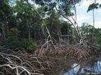 Os mangues ou manguezais so considerados ecossistemas costeiros, eles aparecem nas regies tropicais e subtropicais. No Brasil, os mangues so protegidos por legislao federal, devido  importncia que representam para o ambiente marinho. So fundamentais para a procriao e o crescimento dos filhotes de vrios animais, como rota migratria de aves e alimentao de peixes. Alm disso, colaboram para o enriquecimento das guas marinhas com sais nutrientes e matria orgnica. </br></br>Palavras-chave: Ecossistemas. Vegetao. gua. Brasil. Bioma.