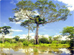 O Pantanal  a uma das maiores plancies inundveis do mundo e abriga uma grande concentrao de vida silvestre. Situado no corao da Amrica do Sul, tem cerca de 160.000 Km, dos quais quase 90% pertencem ao Brasil, nos estados de Mato Grosso e Mato Grosso do Sul. O restante encontra-se na parte leste da Bolvia e nordeste do Paraguai.O rio Paraguai e seus afluentes percorrem o Pantanal, formando extensas reas inundadas que servem de abrigo para muitos peixes e tambm para outros animais. Os ecossistemas so caracterizados por cerrados e cerrades sem alagamento peridico, campos inundveis e ambientes aquticos, como lagoas de gua doce ou salobra, rios, vazantes e corixos. </br></br> Palavras-chave: Pantanal. Plancies. Rios. Ecossistemas. Cerrado. Campos. Bioma.  