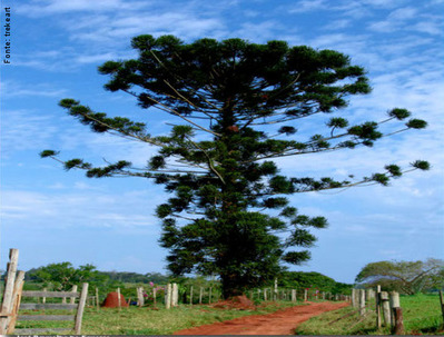 A espcie Araucaria Angustifolia  nativa do Brasil e possui uma ampla rea de distribuio. A despeito de ocupar extensas reas, a sua explorao indiscriminada colocou-a na lista oficial das espcies da flora brasileira ameaadas de extino (Brasil, 1992).
</br></br>
Palavras-chave: Bioma. Pinheiro do Paran. Araucria. Mata Atlntica.