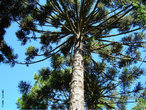 A espcie Araucaria Angustifolia  nativa do Brasil e possui uma ampla rea de distribuio, contribuindo para que o pinheiro-do-paran se diferencie em raas locais ou ecotipos (Gurgel et al., 1965), descritos por Reitz & Klein (1966) em variedades, a saber: Araucaria angustifolia: elegans, sancti josephi, angustifolia, caiova, indehiscens, nigra, striata, semi-alba e alba (Carvalho, 1994). </br></br> Palavras-chave: Pinheiro. Pinheiro do Paran. Araucria. Mata Atlntica.