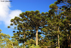 A espcie Araucaria Angustifolia  nativa do Brasil e possui uma ampla rea de distribuio. A despeito de ocupar extensas reas, a sua explorao indiscriminada colocou-a na lista oficial das espcies da flora brasileira ameaadas de extino (Brasil, 1992). </br>Dos 20 milhes de hectares originalmente cobertos pela Floresta de Araucria, restam, atualmente, cerca de 2% dessa rea.</br>Particularmente no Estado do Paran, as serrarias e o uso industrial foram as principais responsveis pelo desmatamento (Gurgel Filho, 1990).  </br></br>  Palavras-chave: Pinheiro. Pinheiro do Paran. Araucria. Mata Atlntica. Bioma. Vegetao. Desmatamento. Crescimento Urbano. Industrializao. 